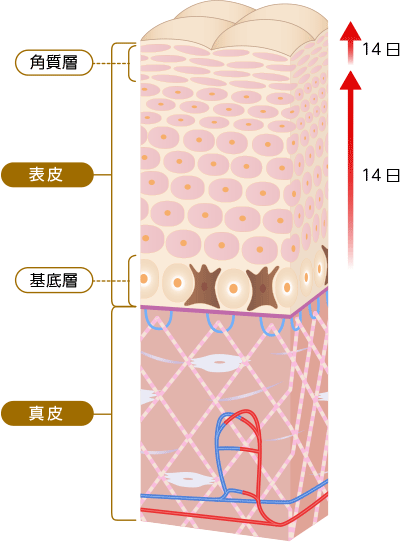 素肌の基礎知識 カワサキグループ